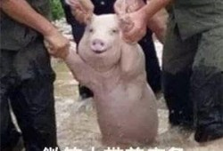 qq瓜群,揭秘网络社交的趣味与争议